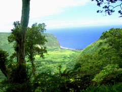 Waipio Valley from High Up on the Ridge